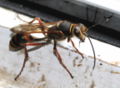 Sphecidae - Sceliphron curvatum