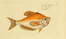 İhtiyoloji;  ou, Histoire naturelle des poissons (Levha 169) (6918416854).jpg