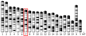 Thumbnail for Basic helix-loop-helix ARNT-like protein 1