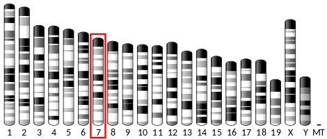 File:Ideogram house mouse chromosome 7.svg