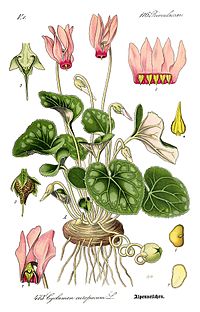 Illustration_Cyclamen_purpurascens0.jpg