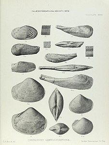 Ilustrasi Kapur Lamelliabranchia oleh Alfred Thomas Brock-Monografi Palaeontographical Masyarakat-Vol63 1909 0255-Plate39.jpg