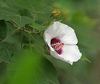 Hibiscus platanifolius