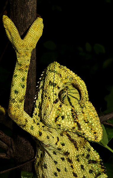 File:Indian Chameleon Chamaeleo zeylanicus by Dr. Raju Kasambe DSCN7134 (12).jpg