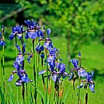 Siberische iris