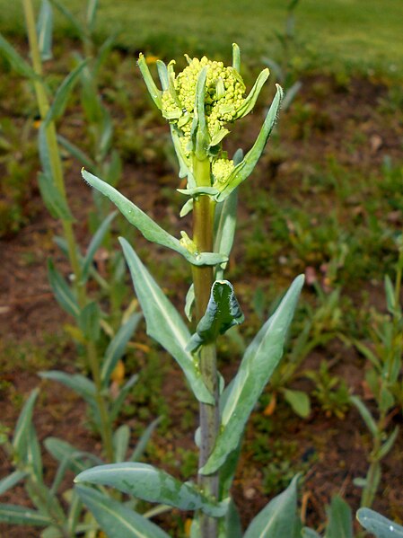 File:Isatis tinctoria 2017-05-05 9615.jpg