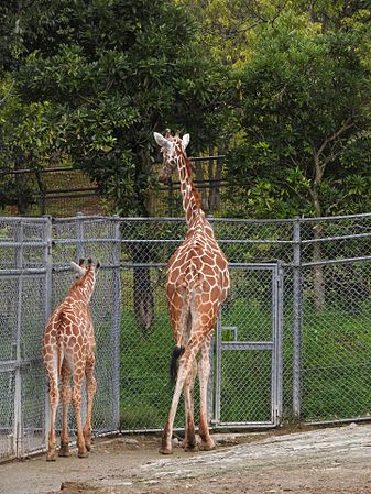 English: Animals in Ishikawa Zoo