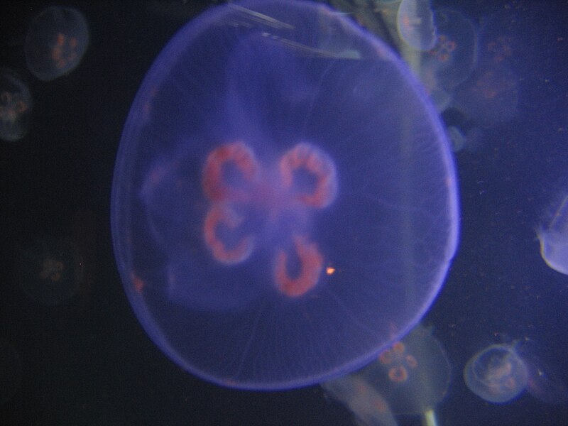 File:Jellies - Aquarium of the Americas 2007.jpg