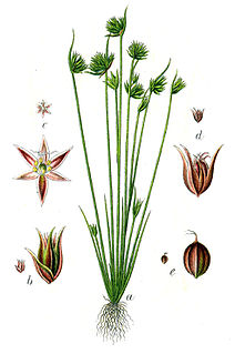 <i>Juncus capitatus</i> Species of grass