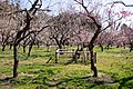 偕楽園（茨城県水戸市）