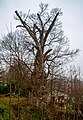 Edelkastanie (Castanea sativa) in Staufen im Breisgau, das Naturdenkmal (83151080049).