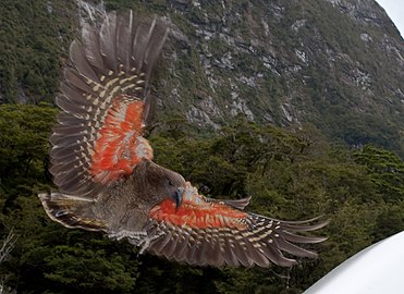 Kea about to land, displaying orange underside of wing.jpg
