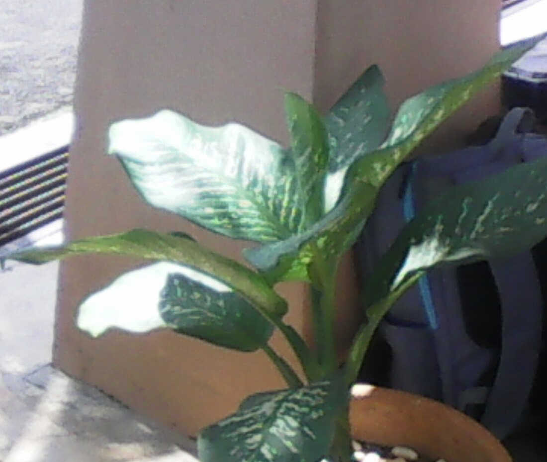 Dieffenbachia