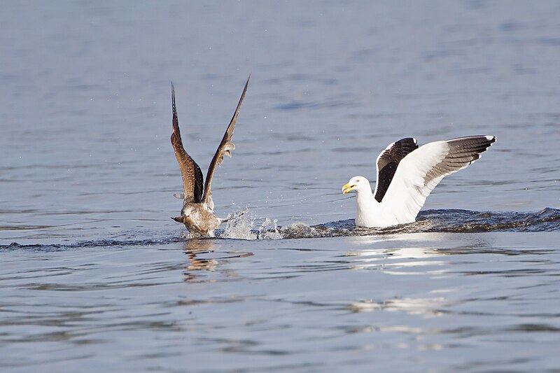 File:Kelp Gulls with fish - Austins Ferry.jpg