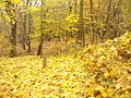 Kladow - Herbstgold (Autumn Gold) - geo.hlipp.de - 30474.jpg