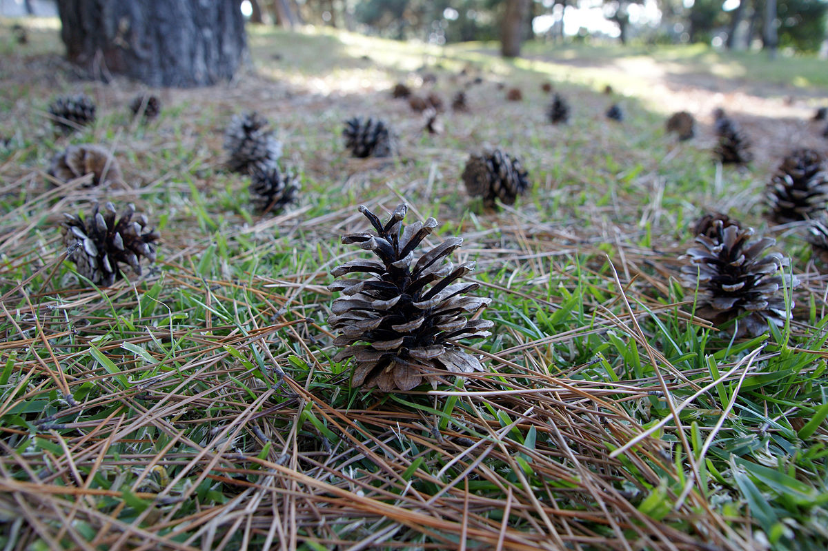 倉 KAWAI 松ぼっくり PINE CONE まつぼっくり