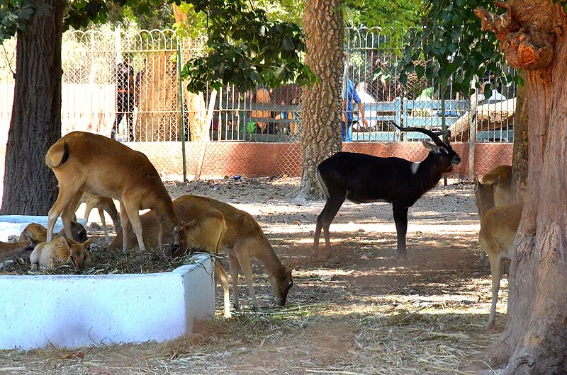 File:Kobus megaceros at Giza Zoo by Hatem Moushir 20.JPG