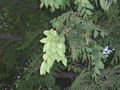 Clusters of seed capsules are like Chinese lanterns