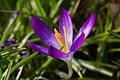 * Nomination A crocus. The picture is focussed on the stigma and shows its nodular texture. --Liberaler Humanist 15:51, 5 June 2016 (UTC) Comment The file description must contain the taxa name --Moroder 09:09, 12 June 2016 (UTC) * Decline  Not done after 8 days --Hubertl 21:17, 19 June 2016 (UTC)