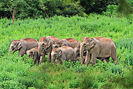 Troupeau d'éléphants