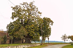 Memorial tree