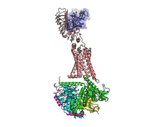 <span class="mw-page-title-main">Luteinizing hormone/choriogonadotropin receptor</span> Transmembrane receptor found in humans