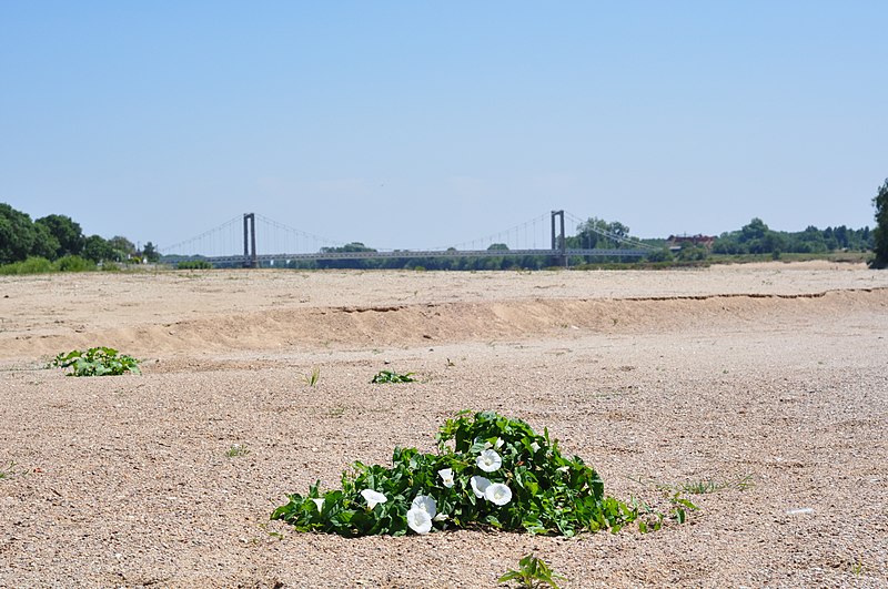 File:La Loire en fleur - panoramio.jpg