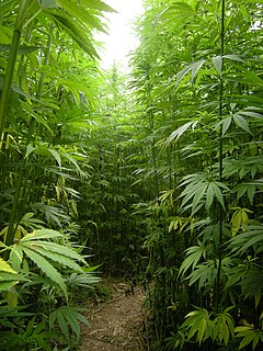 Hemp, or industrial hemp, is a strain of the Cannabis sativa plant species that is grown specifically for the industrial uses of its derived products. It is one of the fastest growing plants and was one of the first plants to be spun into usable fiber 10,000 years ago. It can be refined into a variety of commercial items, including paper, textiles, clothing, biodegradable plastics, paint, insulation, biofuel, food, and animal feed.