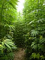 Image 50A hemp field in Côtes-d'Armor, Brittany, France, which is Europe's largest hemp producer as of 2022 (from Hemp)