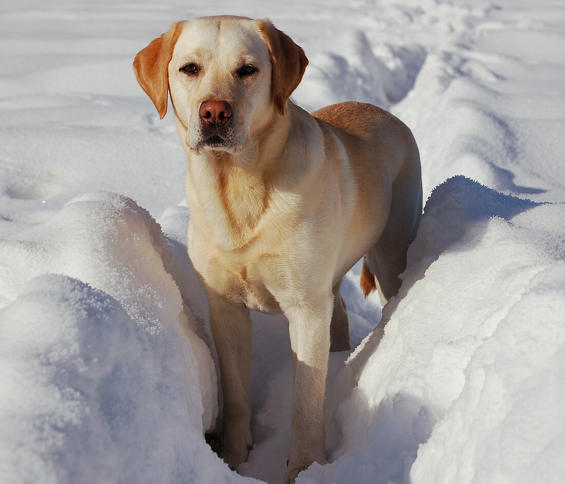 File:Labrador Retriever snow.jpg