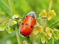 Miniatura para Lachnaia cylindrica