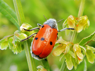 <i>Lachnaia cylindrica</i> Species of beetle