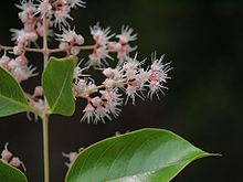 Lagerstroemia microcarpa (5784722341) .jpg