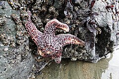 File:Land's End Beach - 5405580856.jpg (Category:Unidentified Asteroidea)