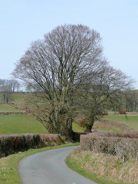 File:Lane near Ffaldybrenin, Carmarthenshire - geograph.org.uk - 1218096.jpg