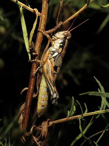 Phoetaliotes nebrascensis Large-headed Grasshopper - Flickr - treegrow.jpg