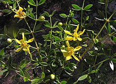 Fleurs de jarilla hembra (Larrea divaricata)