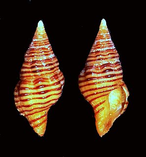 <i>Latirus</i> Genus of gastropods