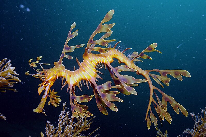 File:Leafy Seadragon on Kangaroo Island.jpg