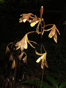 Lecanorchis japonica 1.JPG 