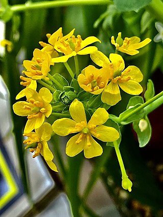 <i>Leontice leontopetalum</i> Species of plant