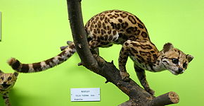 Afbeeldingbeschrijving Leopardus tigrinus (Felis tigrina) - Museo Civico di Storia Naturale Giacomo Doria - Genua, Italië - DSC02677.JPG.