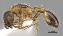 Leptothorax goesswaldi2.jpg