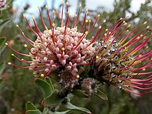 Leucospermum calligerum Potberg 03.jpg