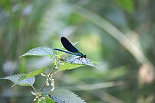 Zygoptère bleu du genre Calopteryx sur une feuille d'ortie.