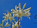 Liliaceae - Lilium candidum (8303560317).jpg