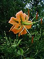 Lilium henryi