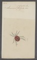 Limnesia - Print - Iconographia Zoologica - Special Collections University of Amsterdam - UBAINV0274 070 06 0002.tif