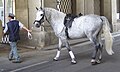 Marogast sivec s temnejšimi nogami, pasme lipicanski konj