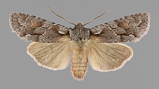 <i>Lithophane lamda</i> Species of moth